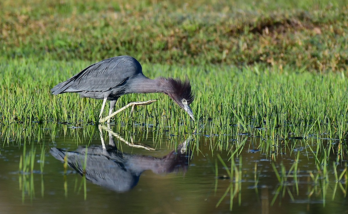 Little Blue Heron - ML646404740