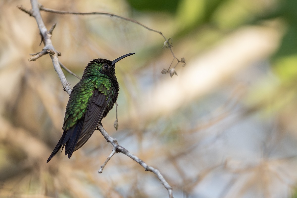 Shining-green Hummingbird - ML646404742