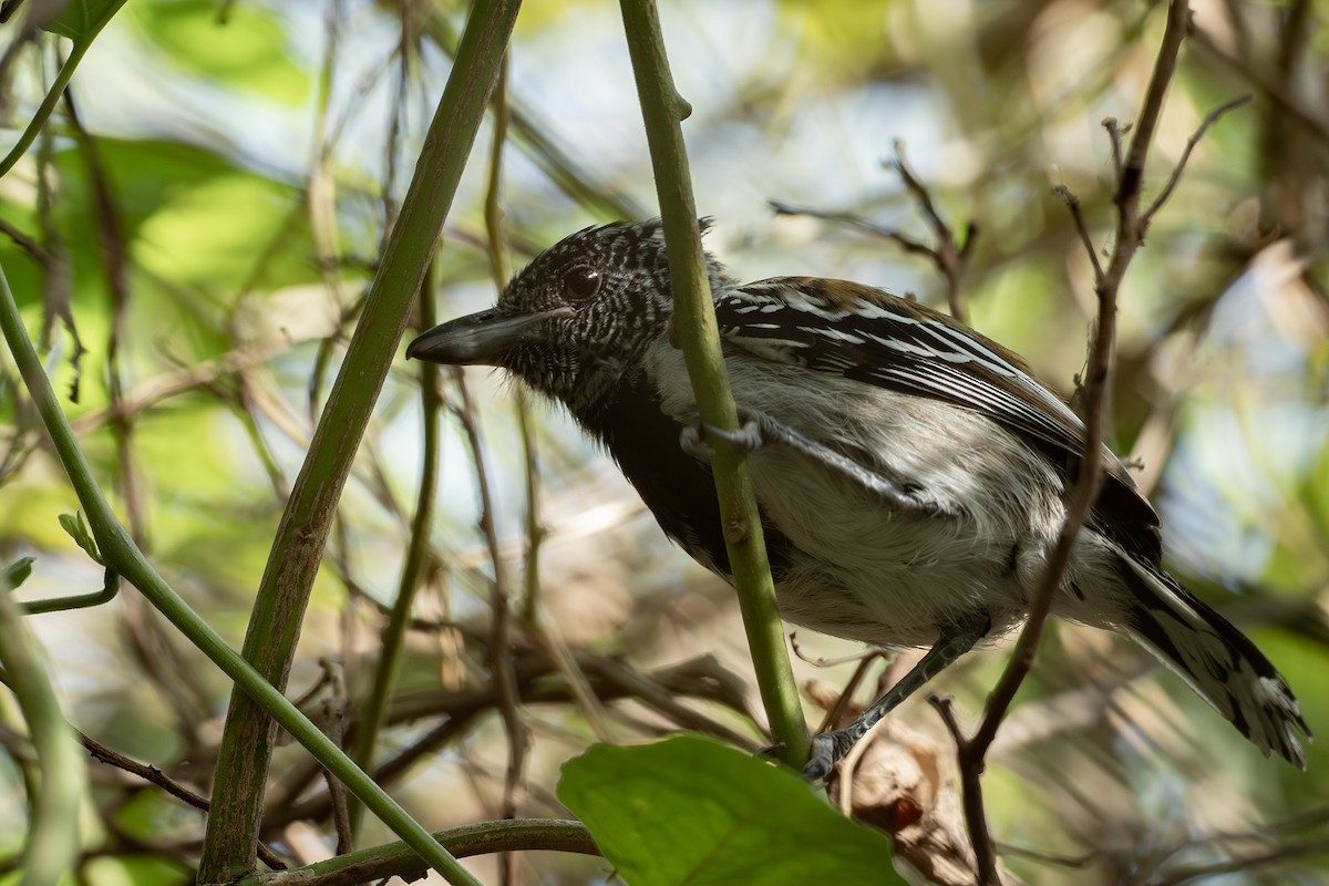 Black-crested Antshrike (Streak-fronted) - ML646404745