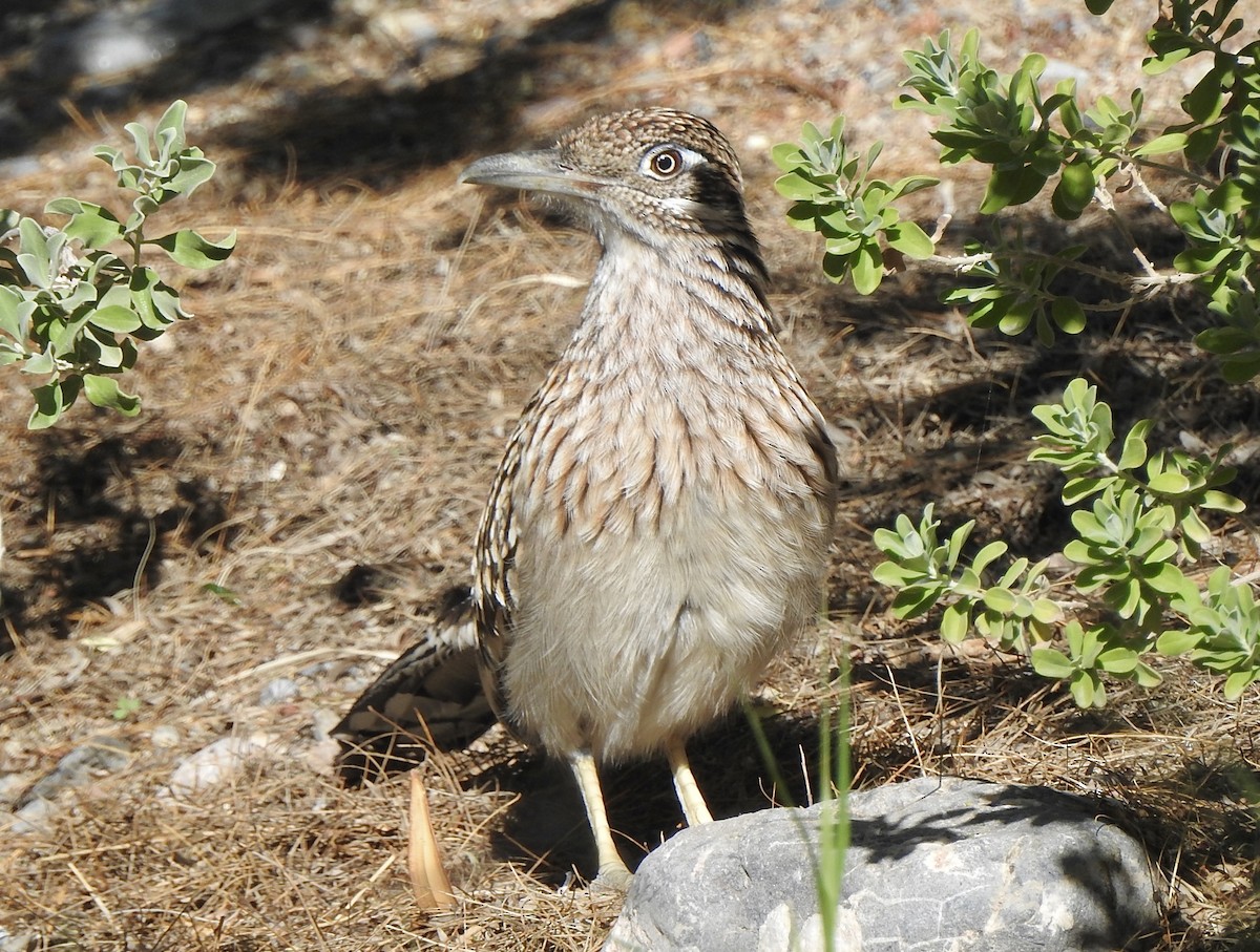Correcaminos Grande - ML646404746