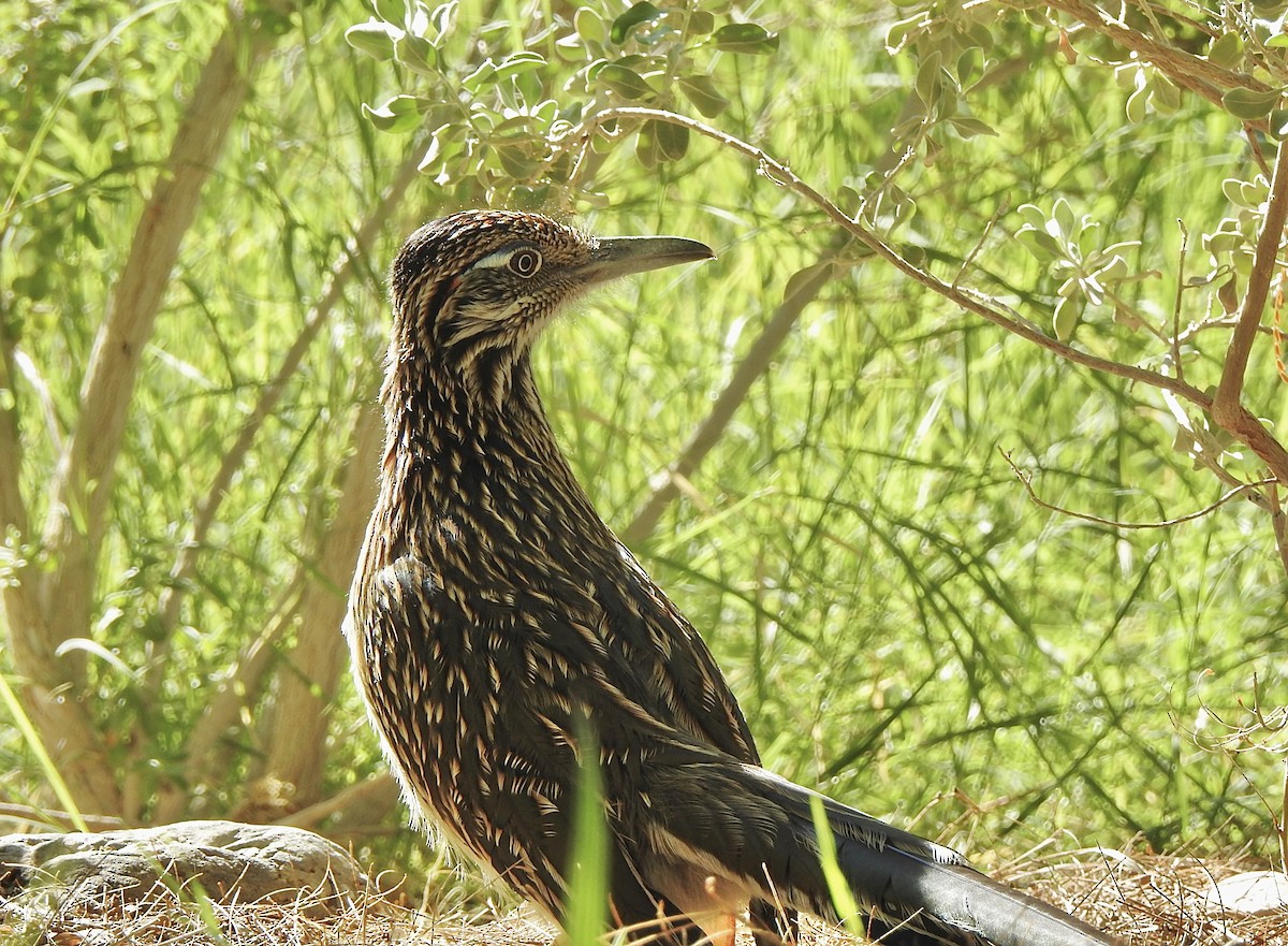 Correcaminos Grande - ML646404747