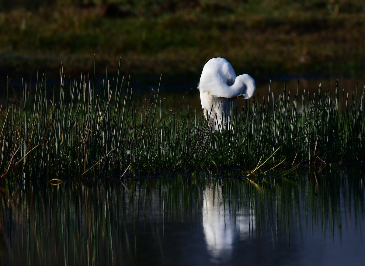 Цасч дэглий - ML646404748