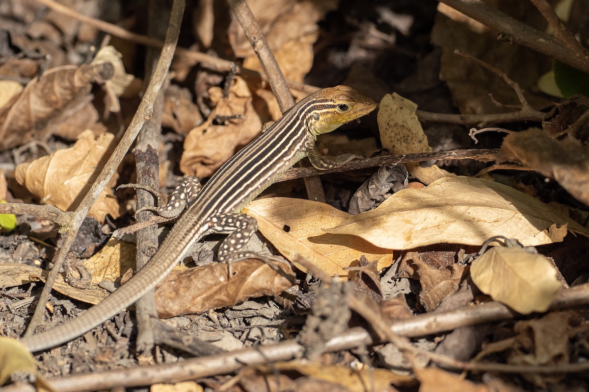 Gaige's Rainbow Lizard - ML646404752