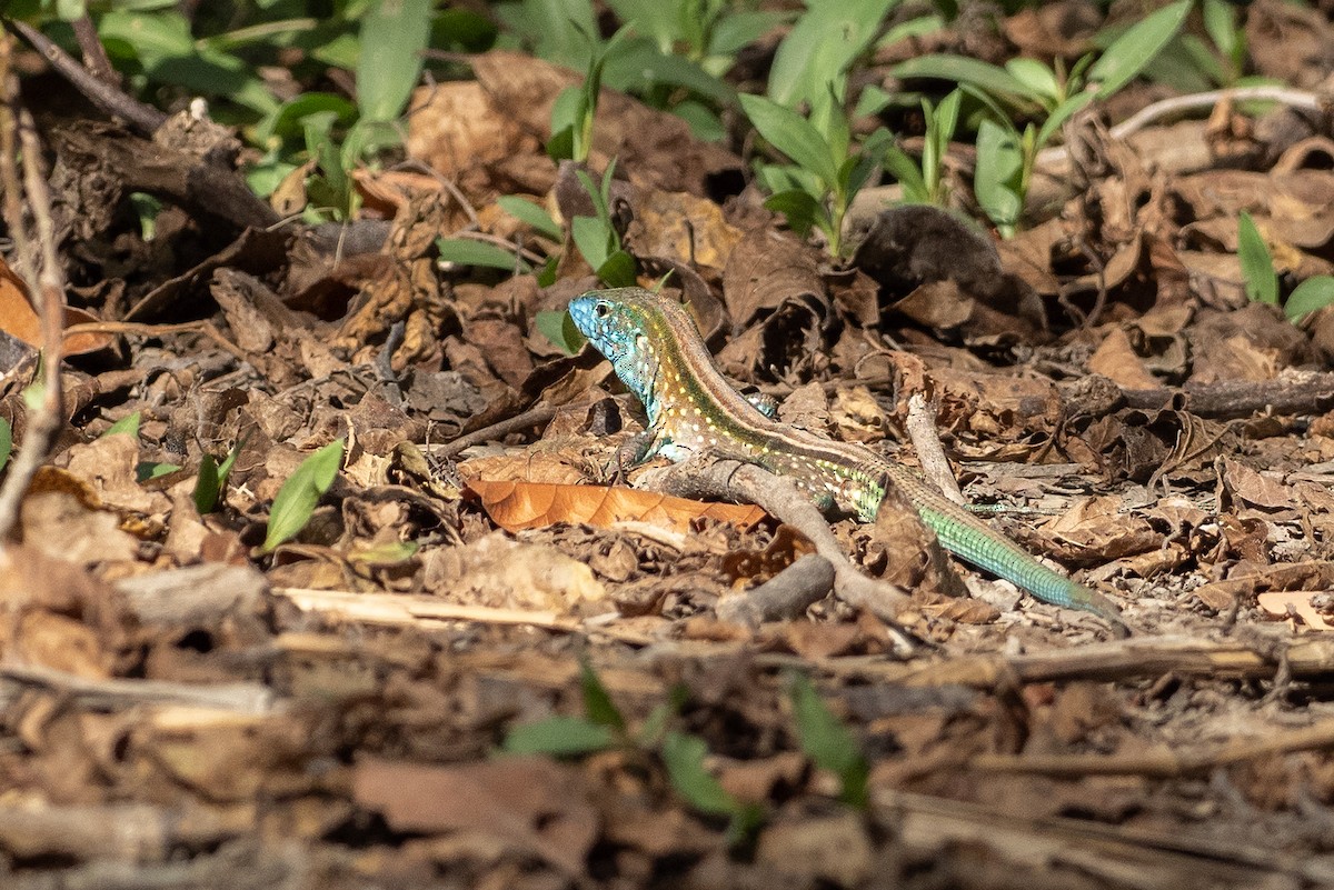 Gaige's Rainbow Lizard - ML646404753