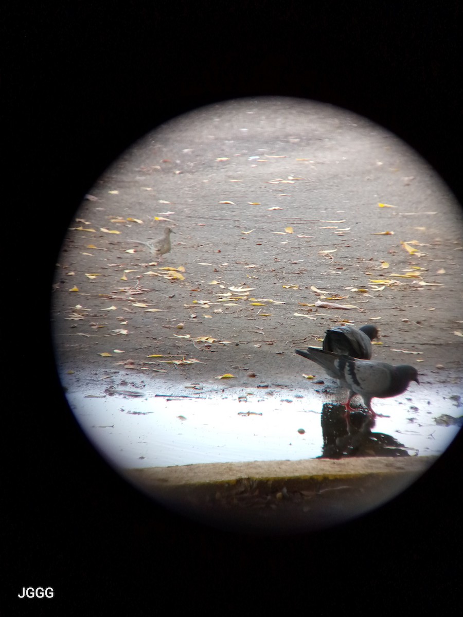 Rock Pigeon (Feral Pigeon) - ML646404754