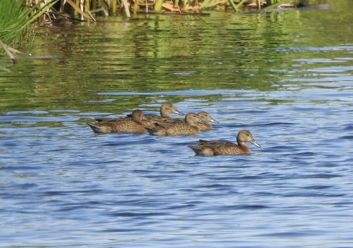 Zimtente - ML646404760