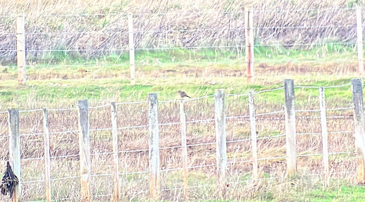 Rock Pipit - ML646404762