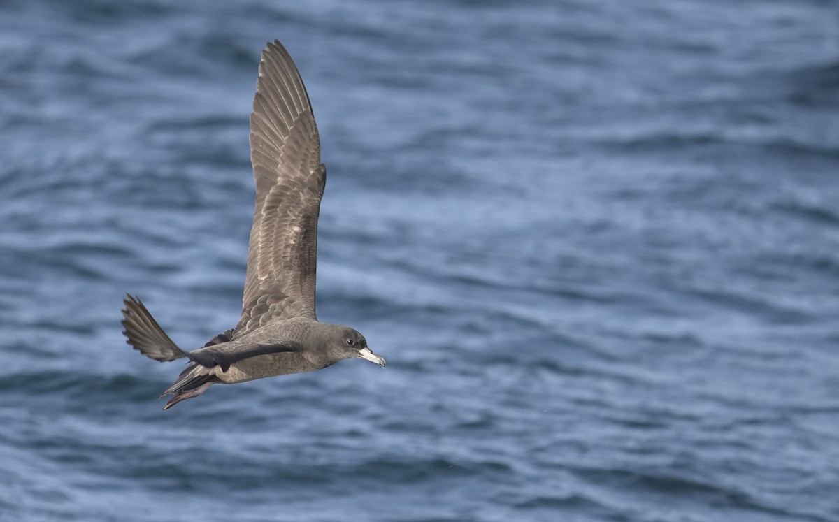 Flesh-footed Shearwater - ML646404763