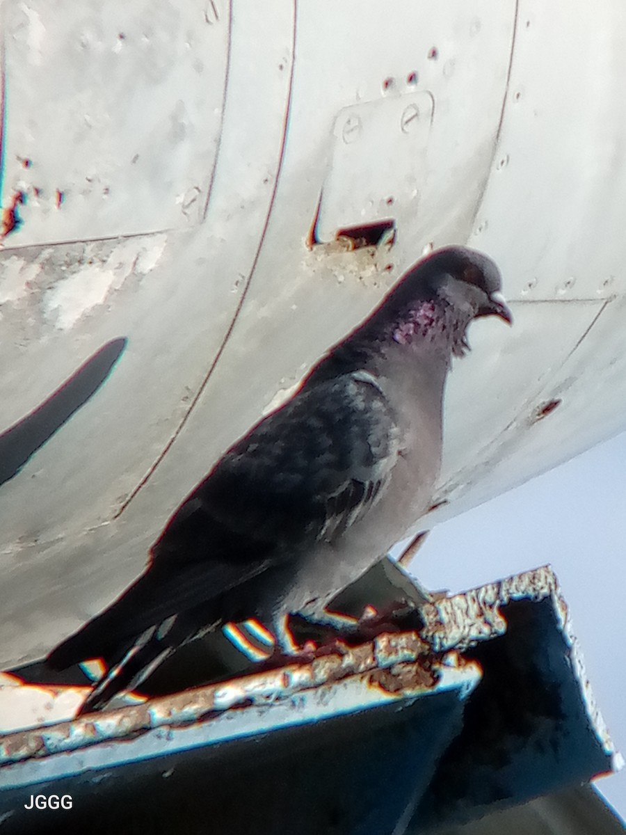 Rock Pigeon (Feral Pigeon) - ML646404764