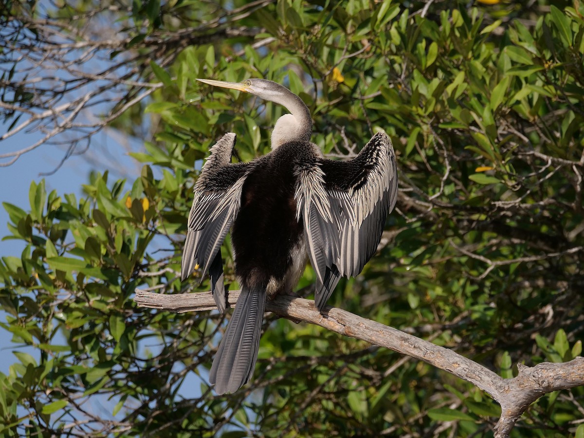 Australasian Darter - ML646404772
