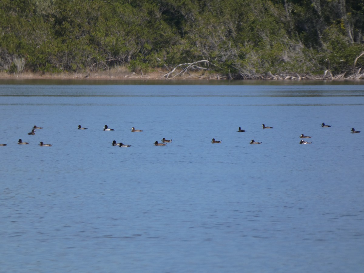 צולל בינוני - ML646404774