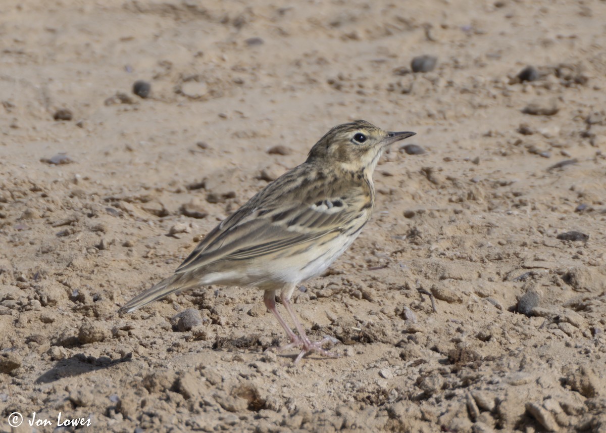 linduška lesní - ML646404781