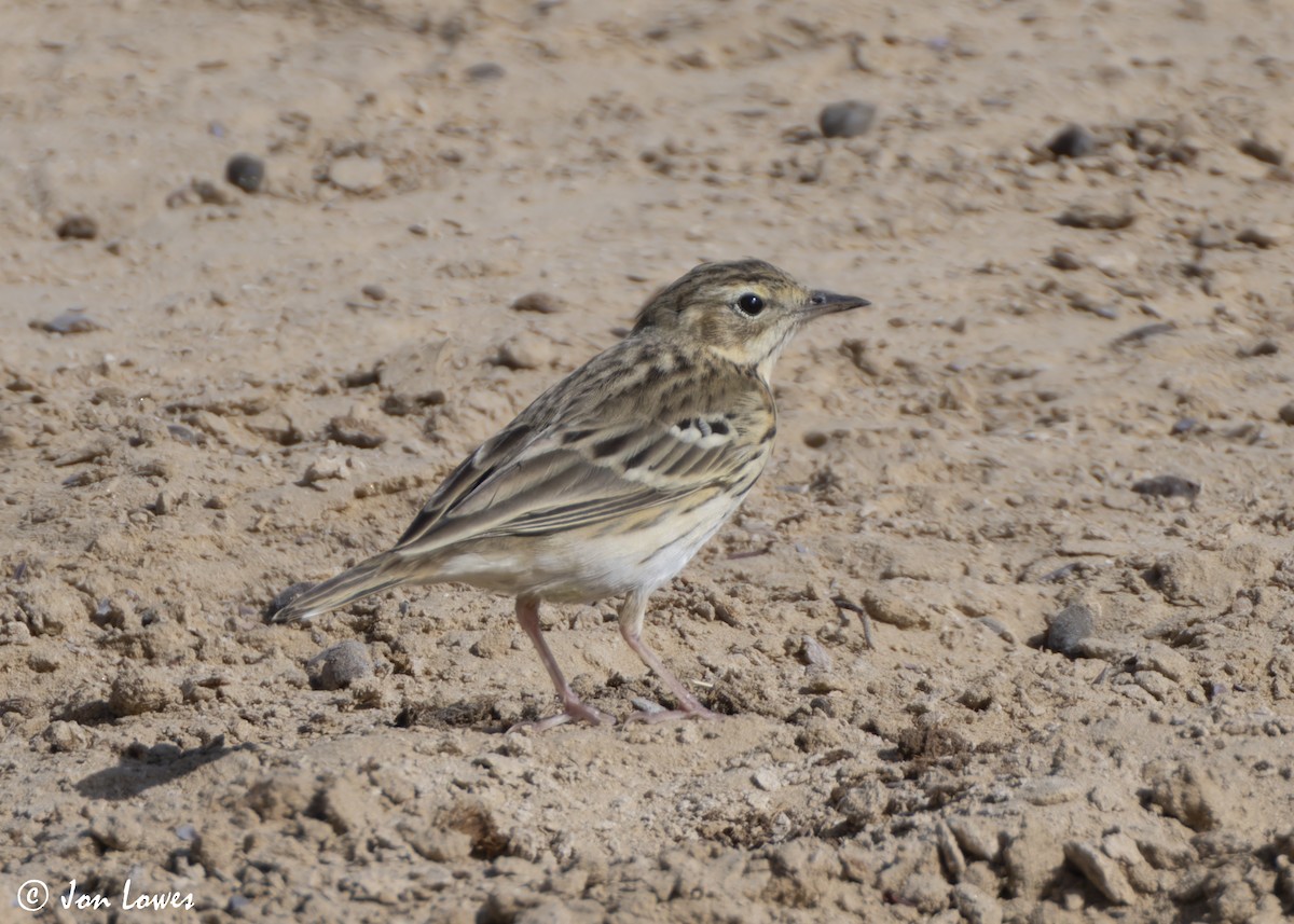 linduška lesní - ML646404782