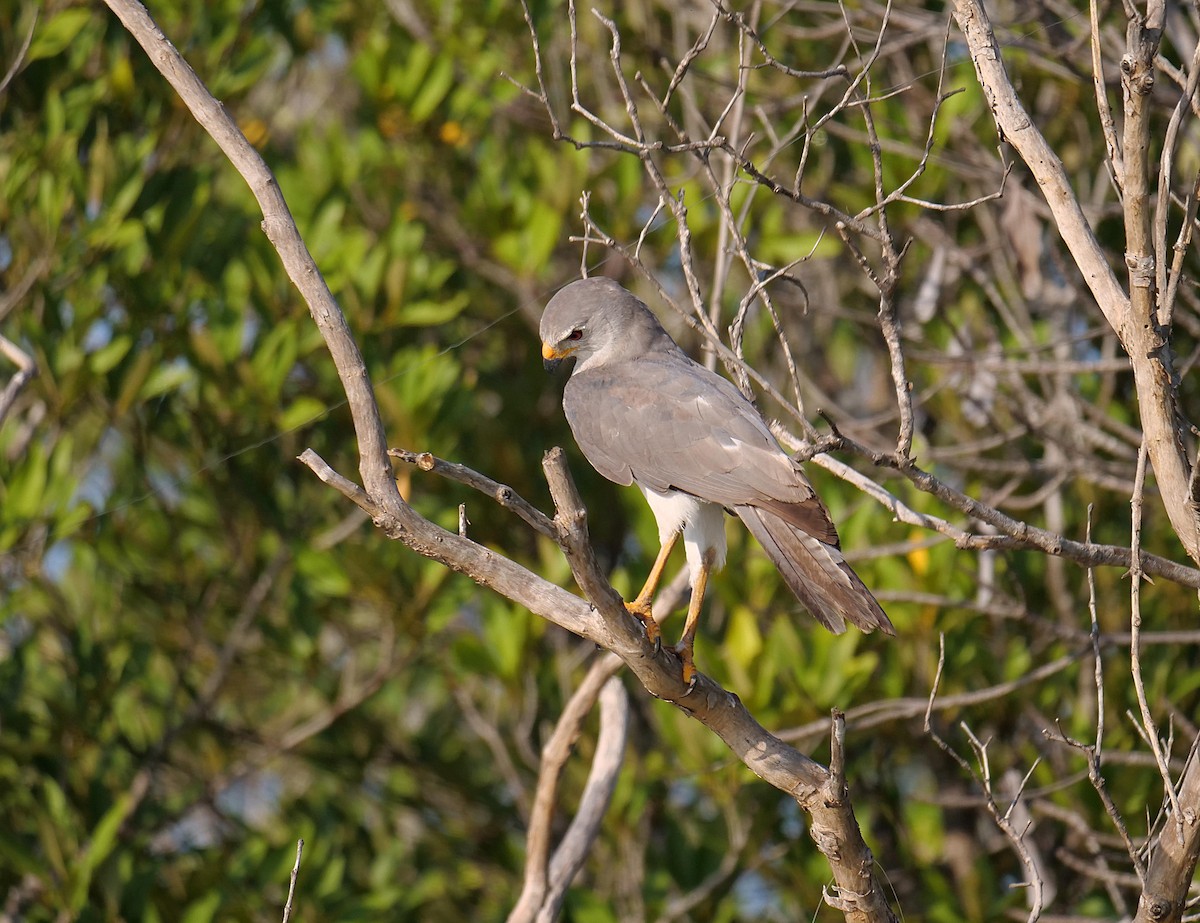Gray Goshawk - ML646404786