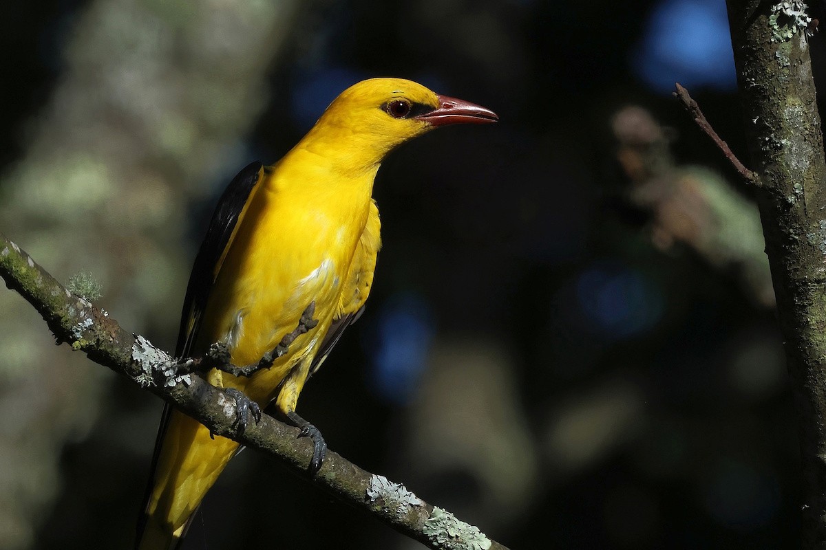 Rigogolo - ML646404787