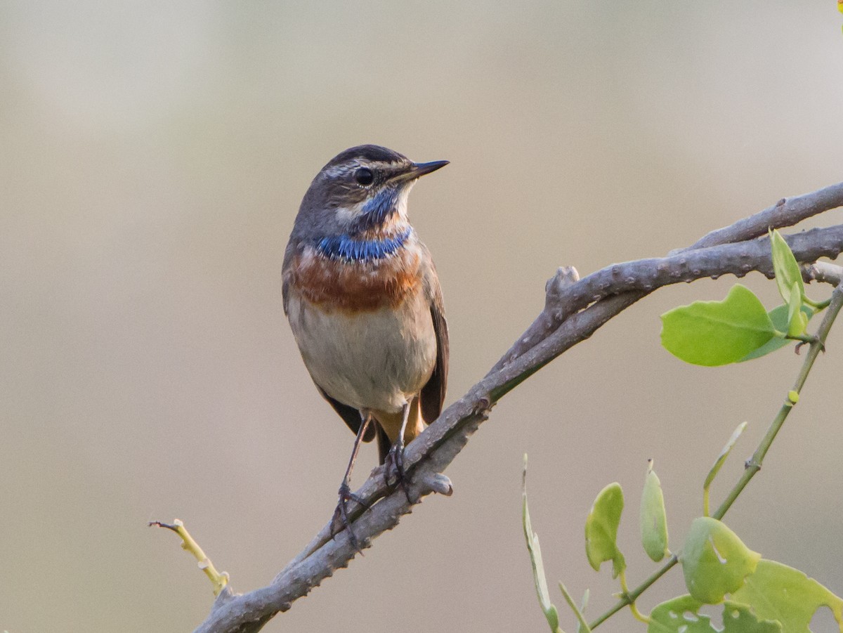 Bluethroat - ML646404788