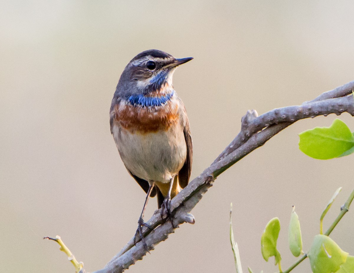 Bluethroat - ML646404789