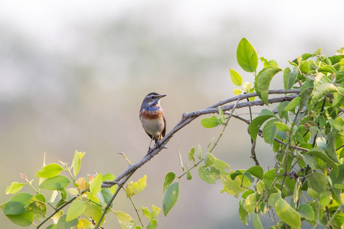 Bluethroat - ML646404790