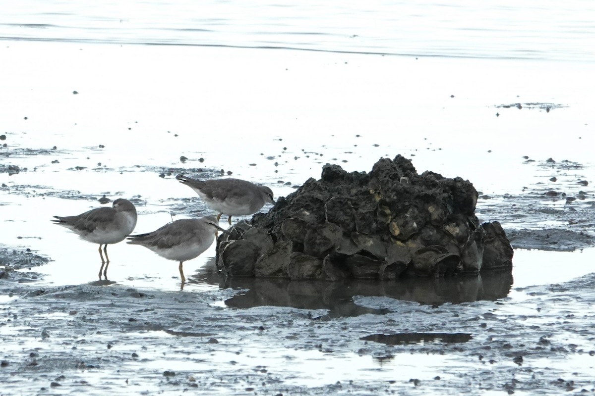 Коловодник попелястий - ML646404792