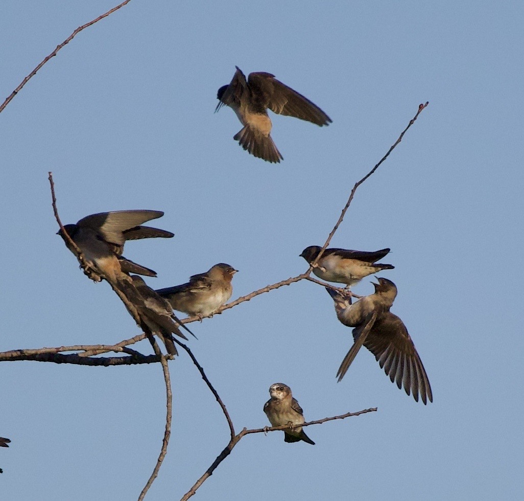 Cliff Swallow - ML646404793