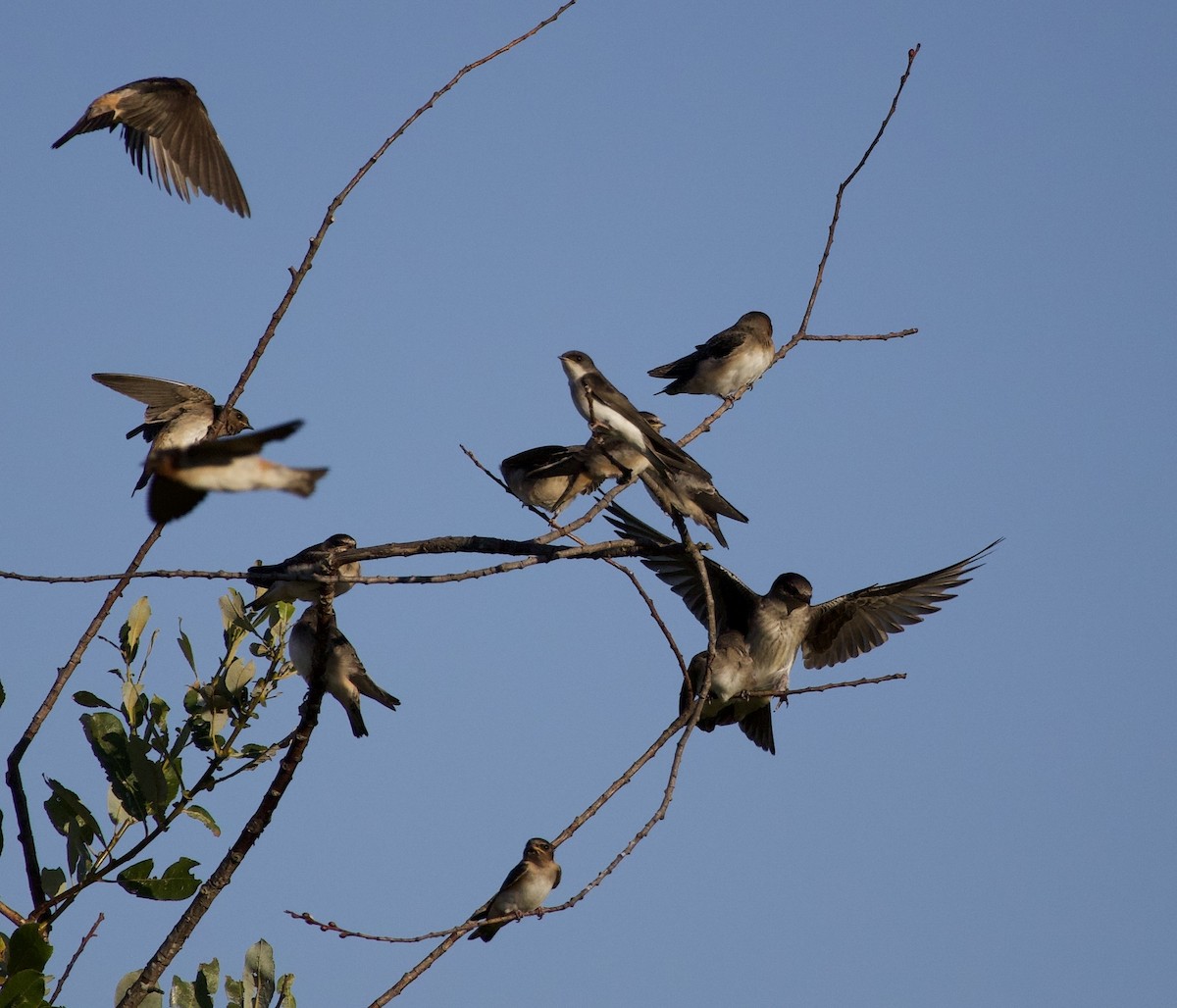 Cliff Swallow - ML646404794