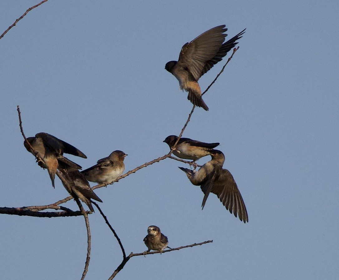Cliff Swallow - ML646404795