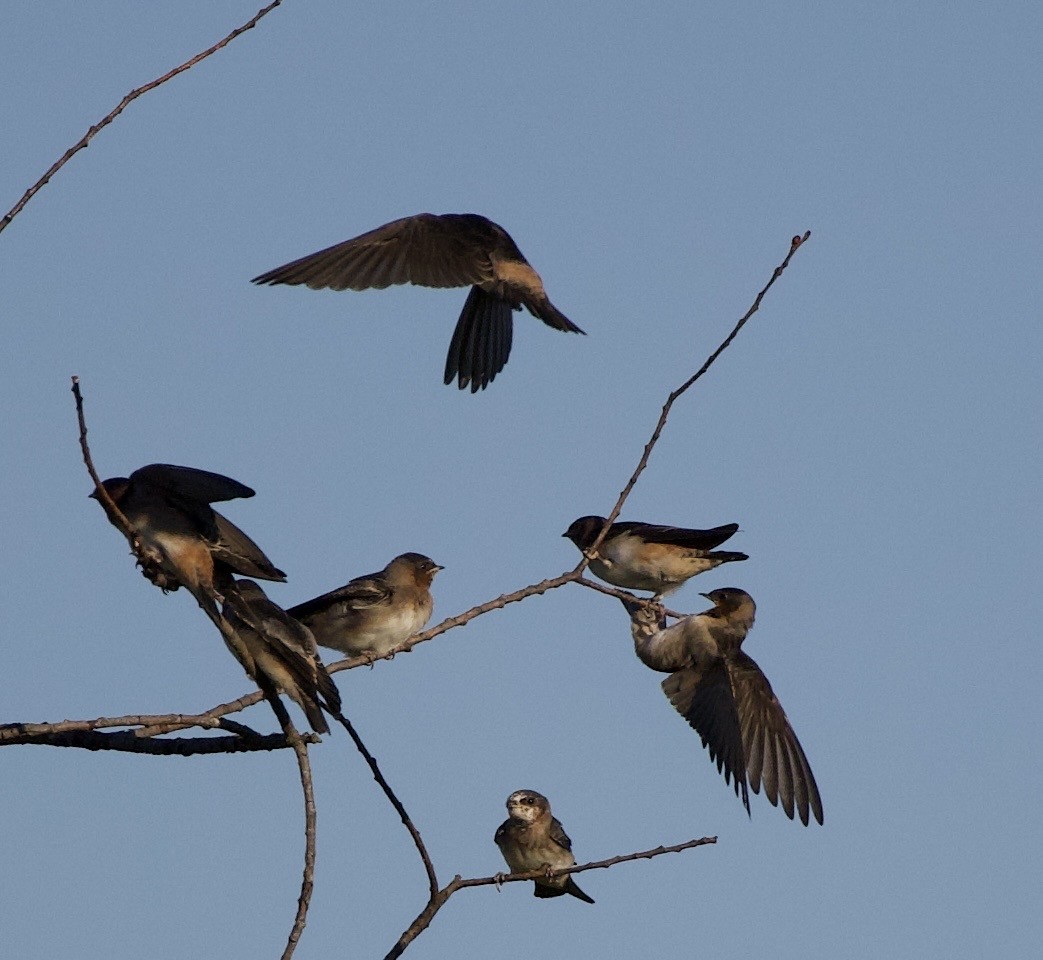 Cliff Swallow - ML646404796