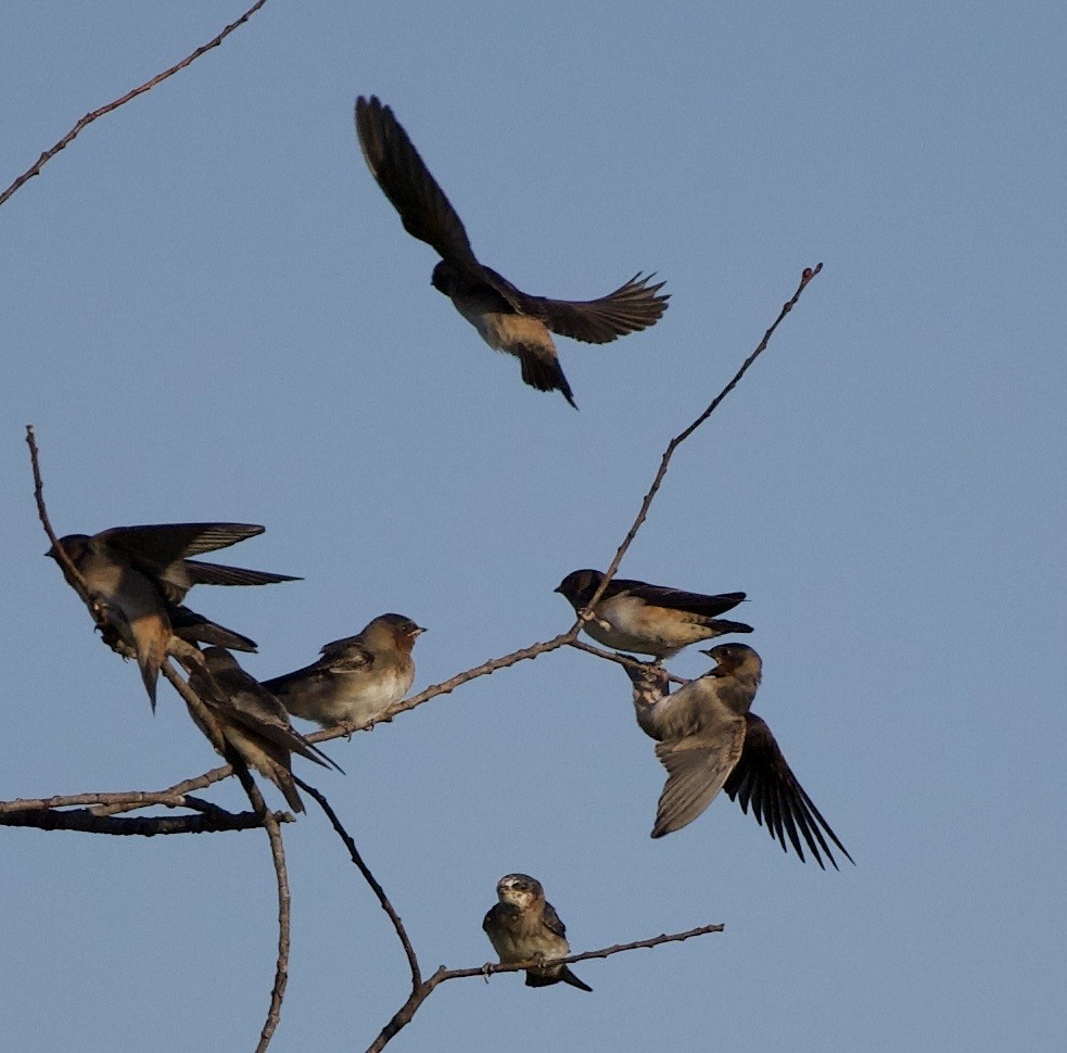 Cliff Swallow - ML646404797