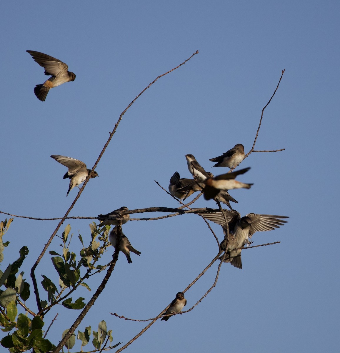 Cliff Swallow - ML646404798