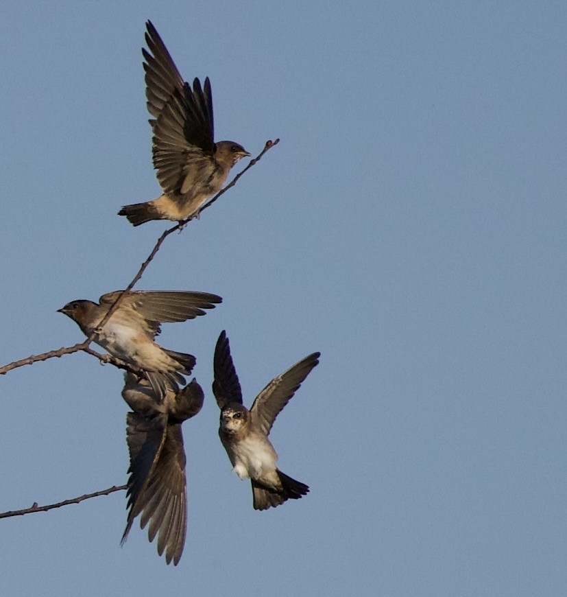 Cliff Swallow - ML646404799