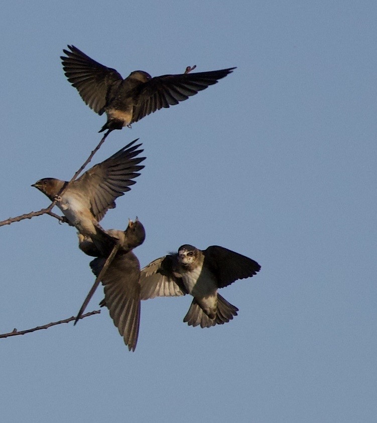 Cliff Swallow - ML646404800