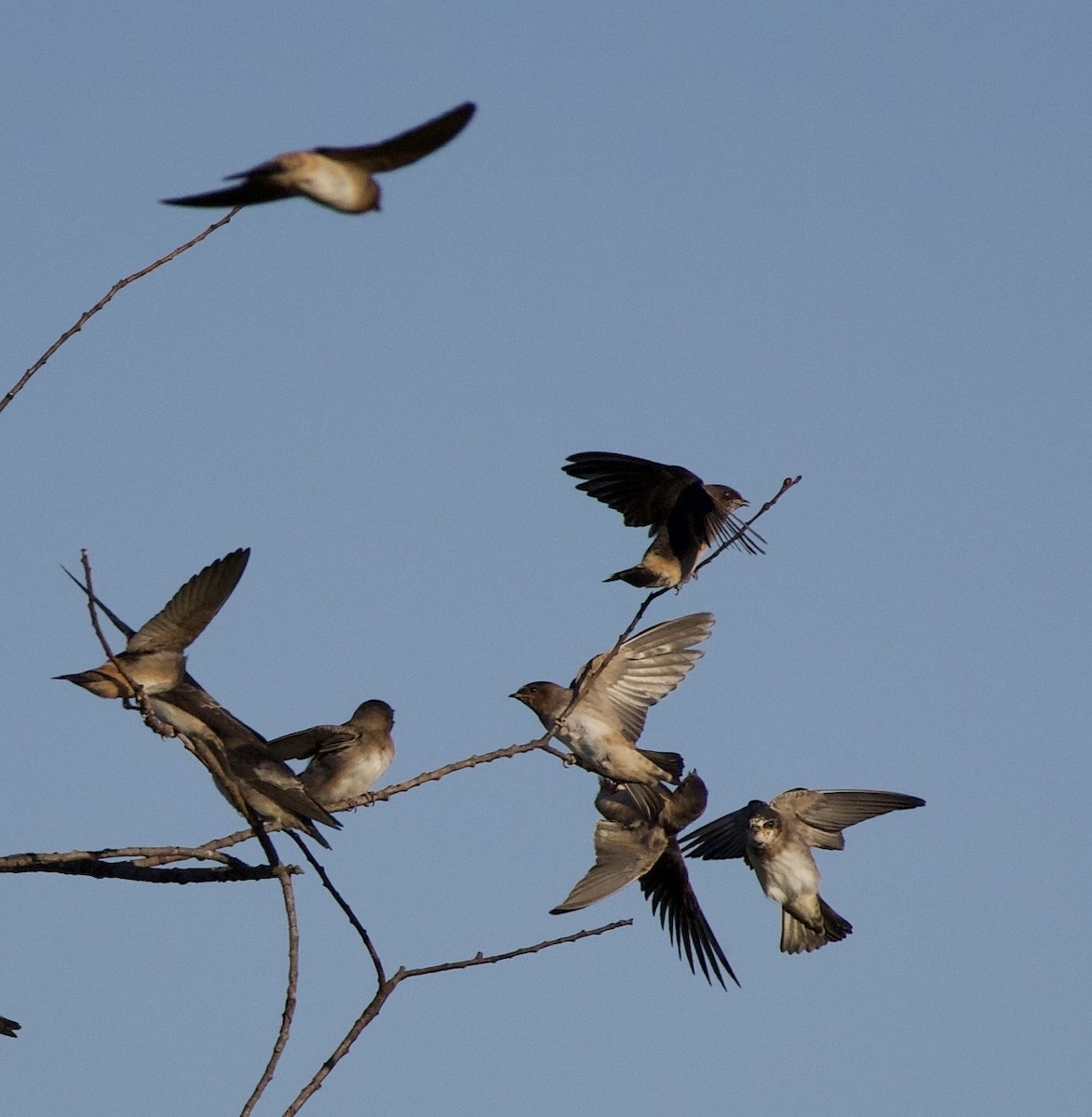 Cliff Swallow - ML646404801