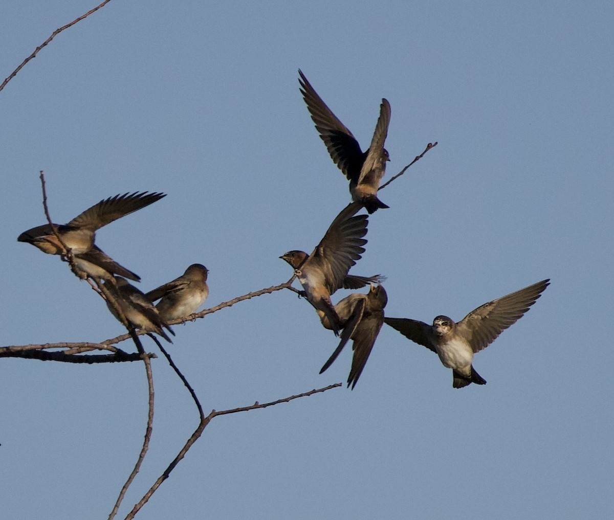 Cliff Swallow - ML646404802