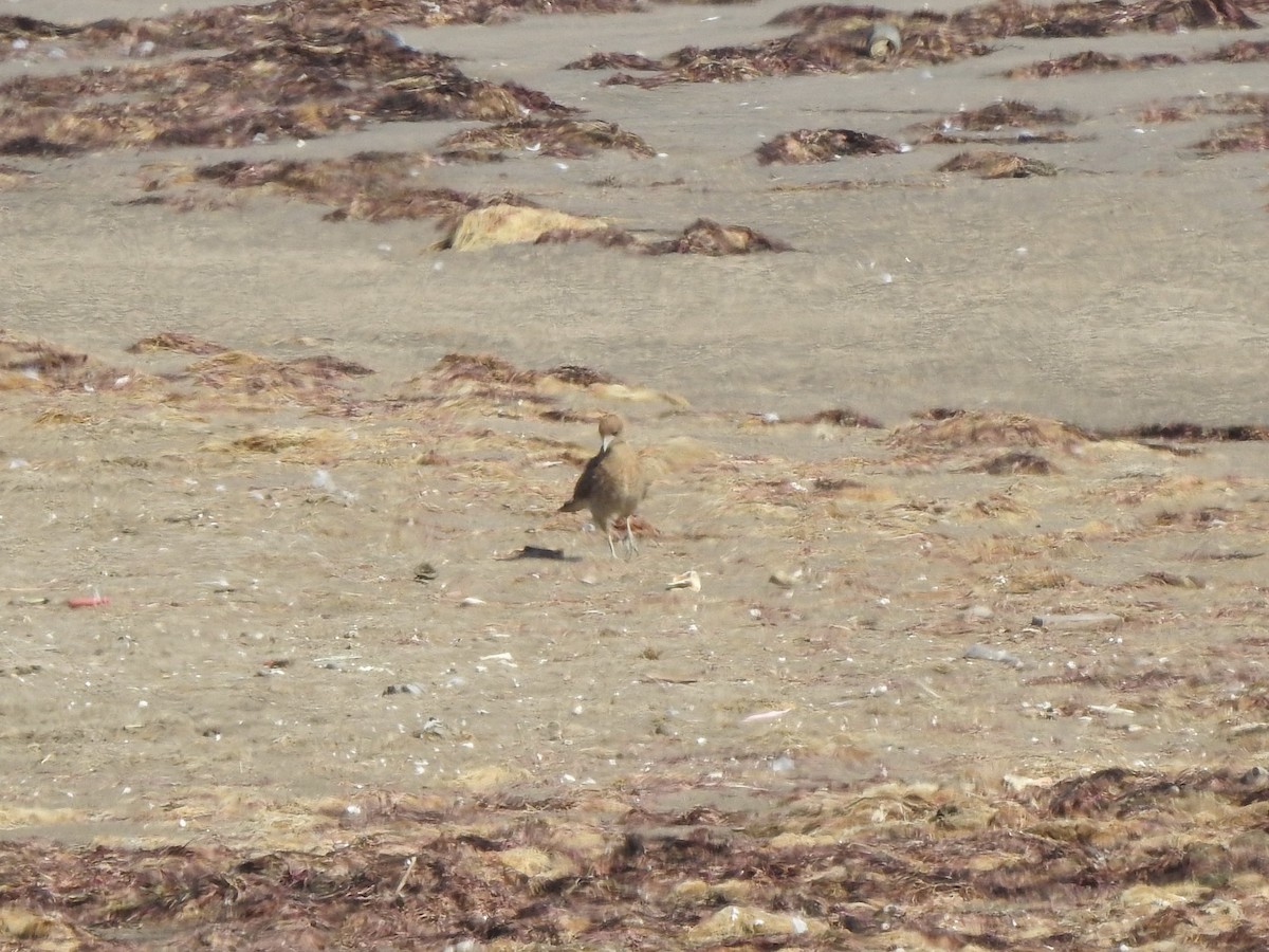 Chimango Caracara - ML646404803