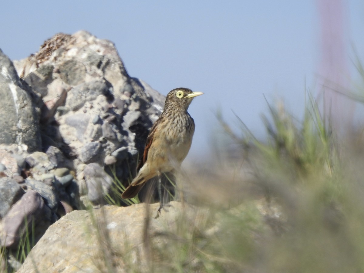 Spectacled Tyrant - ML646404812