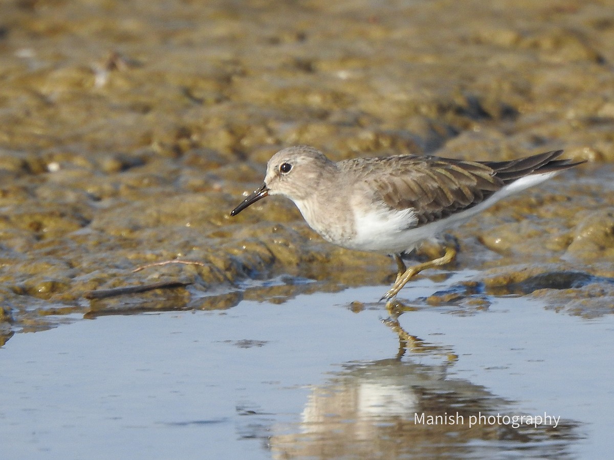 Temminck's Stint - ML646404814