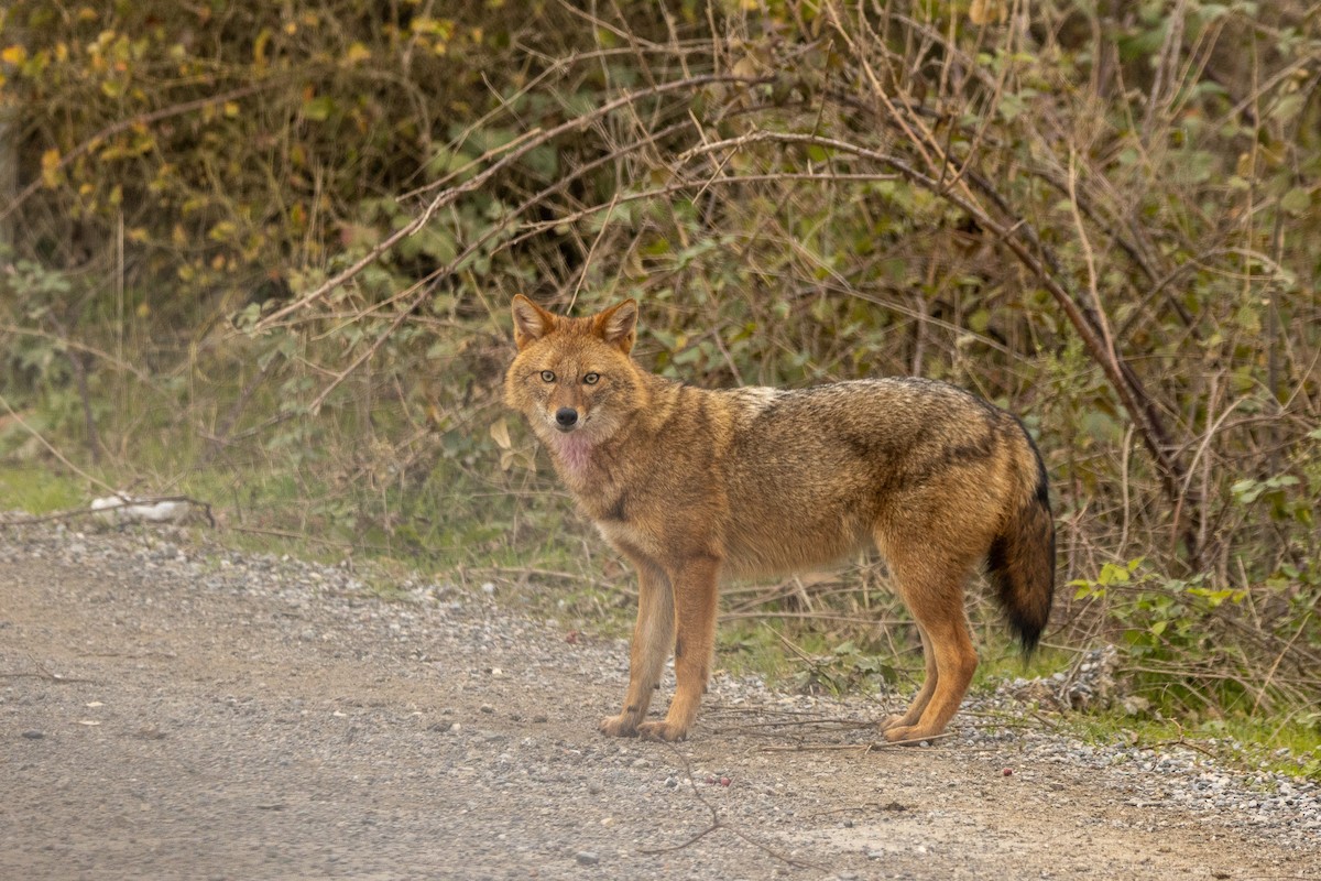 Animals - ML646404816