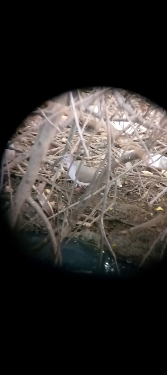 White-tipped Dove - ML646404818