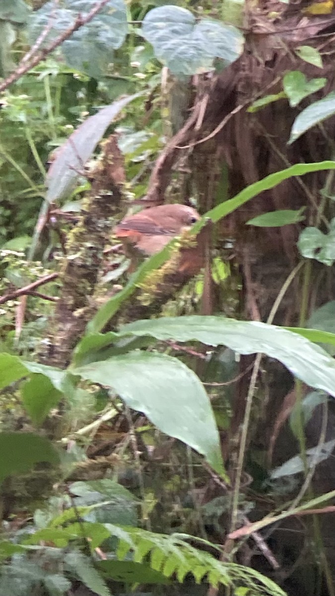 Gray Bushchat - ML646404820