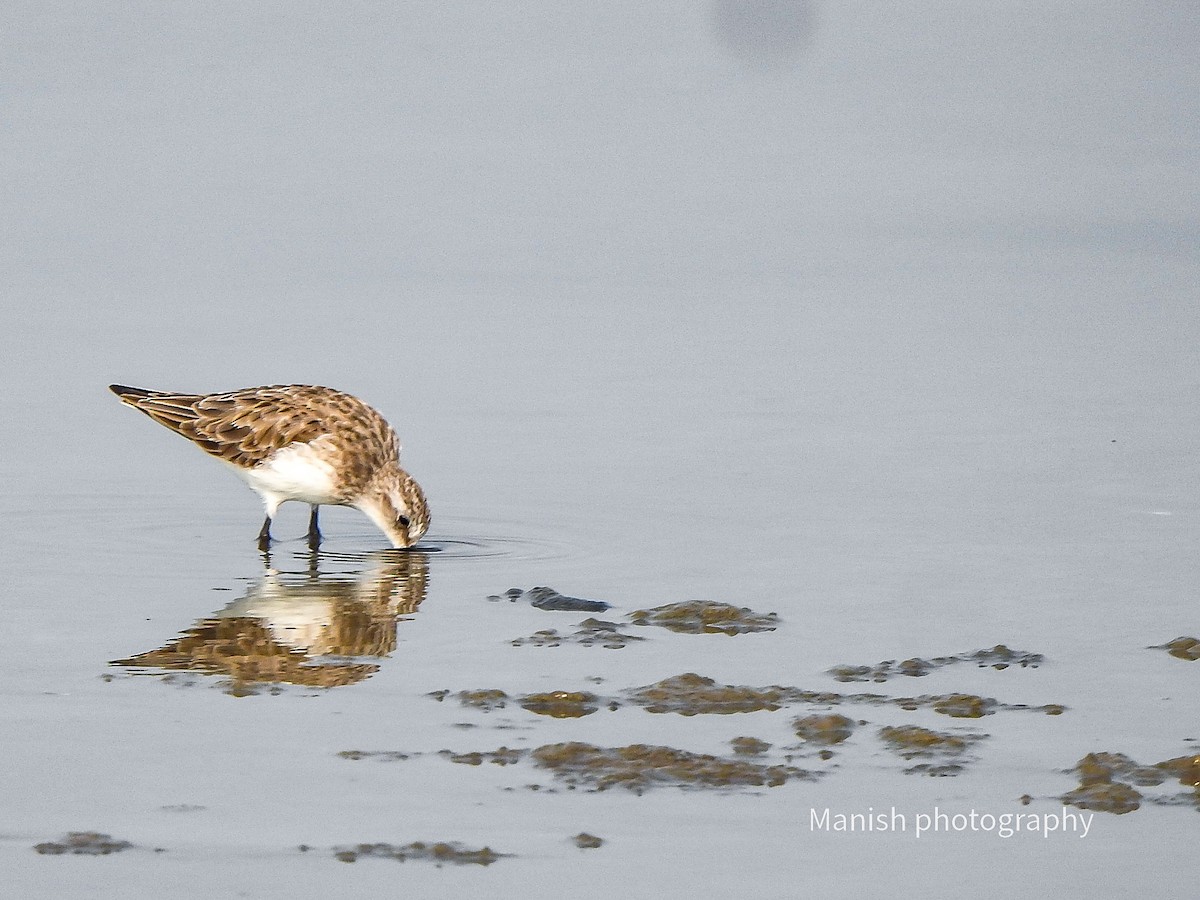 Little Stint - ML646404821