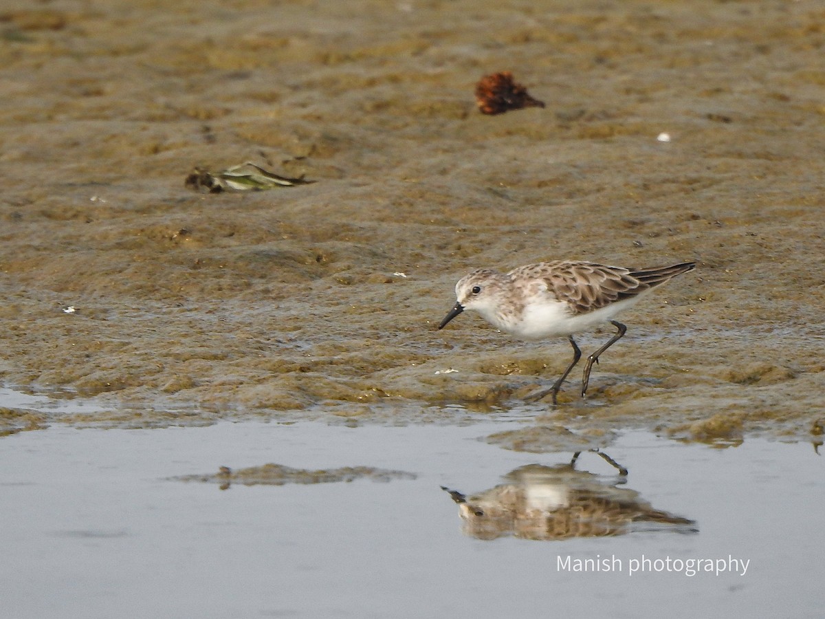Little Stint - ML646404822