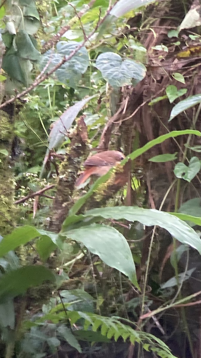 Gray Bushchat - ML646404823