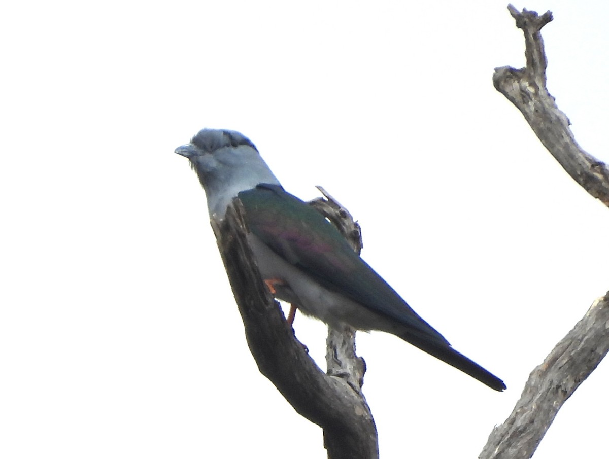 Cuckoo-roller (Malagasy) - ML646404824