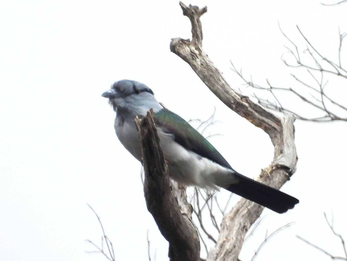 Cuckoo-roller (Malagasy) - ML646404825