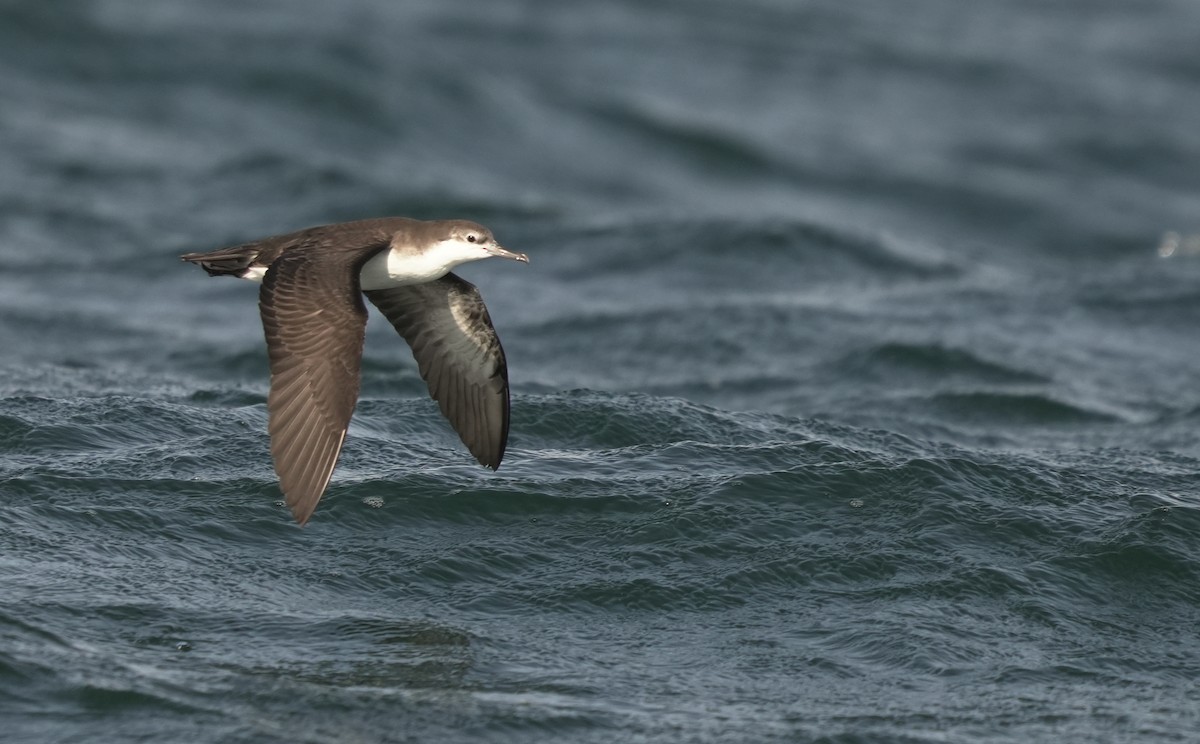 Persian Shearwater - ML646404826