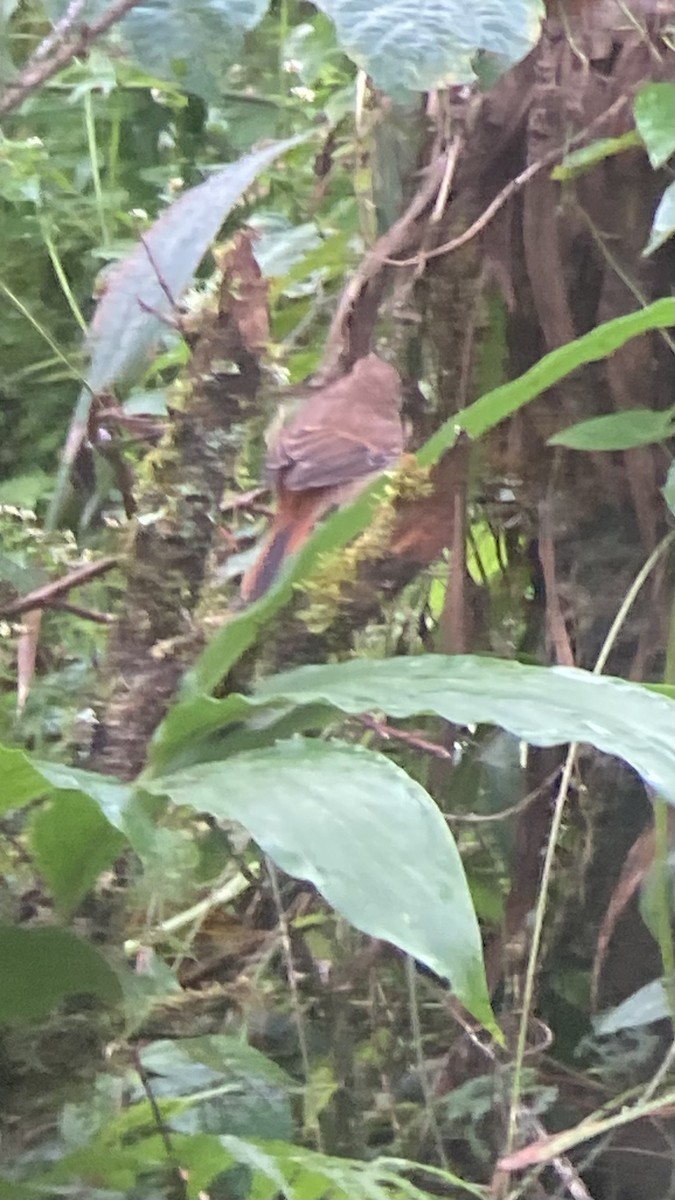 Gray Bushchat - ML646404827