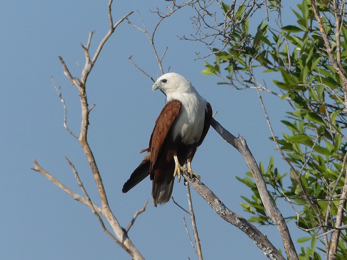 Brahminy Kite - ML646404829