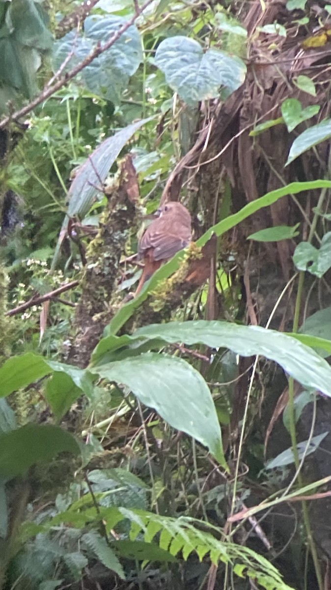 Gray Bushchat - ML646404830