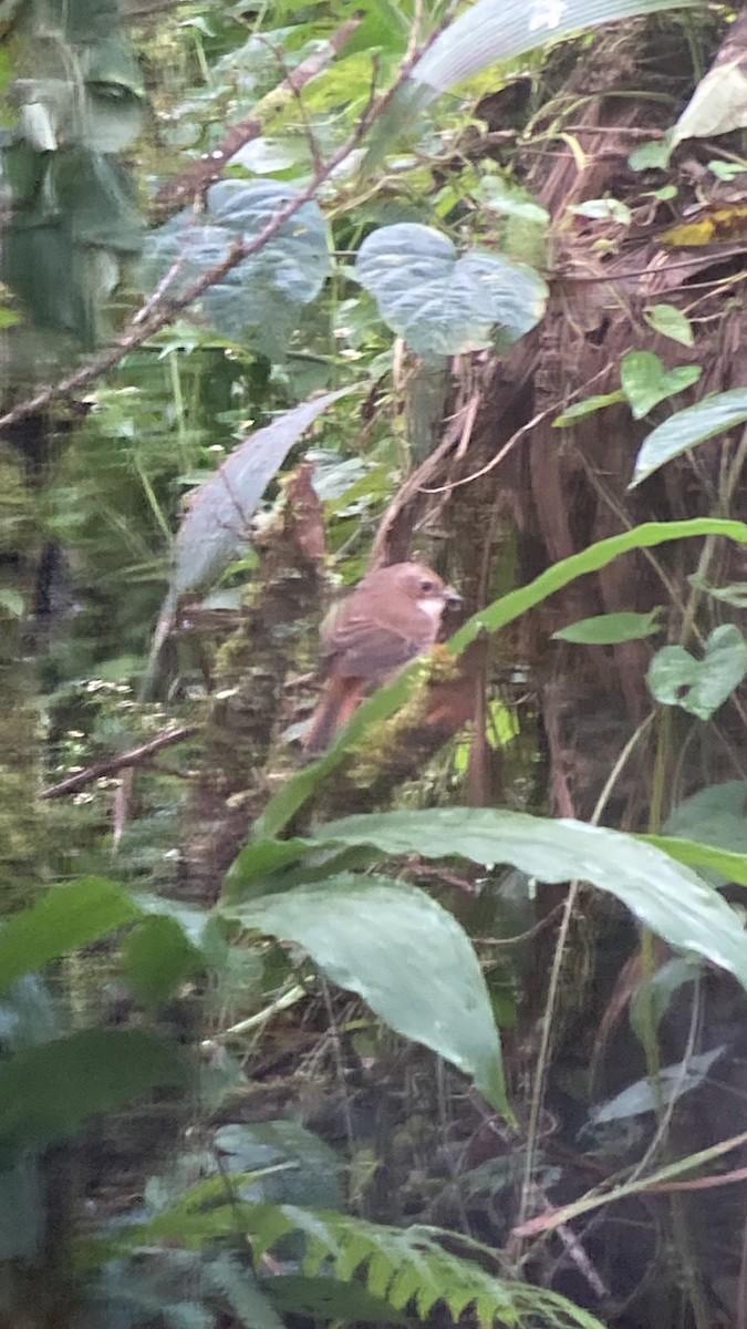 Gray Bushchat - ML646404832