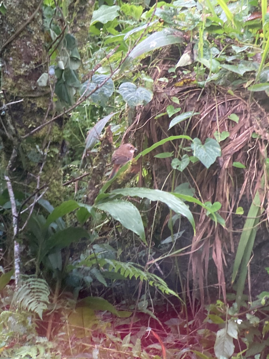 Gray Bushchat - ML646404835